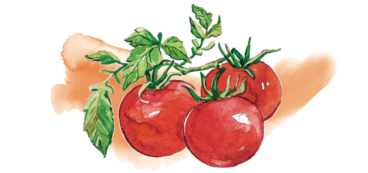 Как помидоры используют в косметологии экстракт томата  компонент косметических средств | Allure