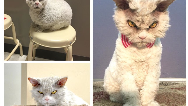 Новый Grumpy Cat кудрявый и сердитый кот Альберт