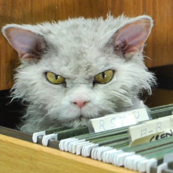 Новый Grumpy Cat: кудрявый и сердитый кот Альберт
