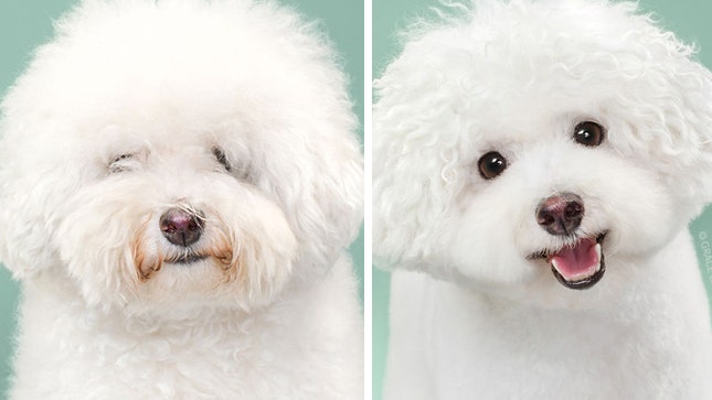 Hairy как выглядят собаки до и после стрижки