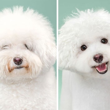 Hairy: как выглядят собаки до и после стрижки