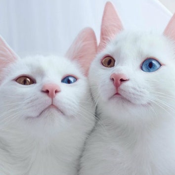 Ирисс и Абисс &- кошки с разноцветными глазами