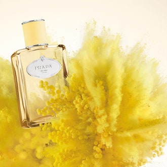 Желтый бархат: новый аромат Mimosa Infusion от Prada
