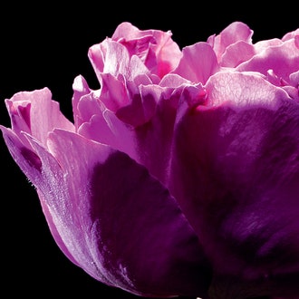 Полночь в Париже: лимитированный аромат Paris Premieres Roses от YSL