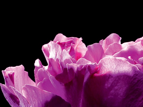 Полночь в Париже: лимитированный аромат Paris Premieres Roses от YSL