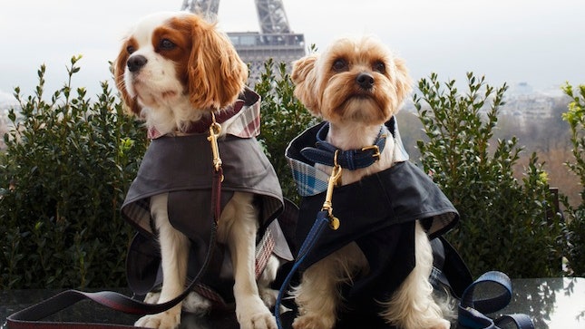 Jetset Souffl самый милый блог о моде для маленьких собак и путешествиях