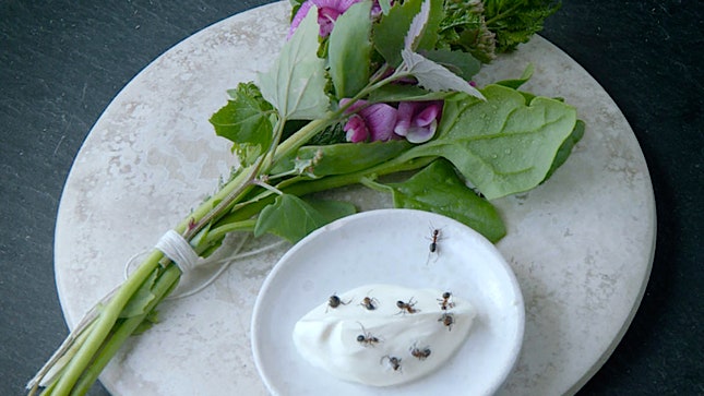 Арктическая малина и муравьи на сливках документальные фильмы о культовом ресторане Noma