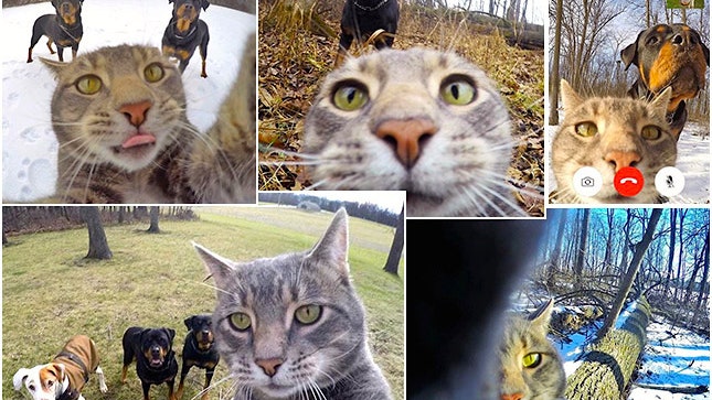 Selfiecat инстаграм кошки которая умеет делать селфи