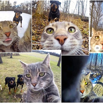 #Selfiecat: инстаграм кошки, которая умеет делать селфи