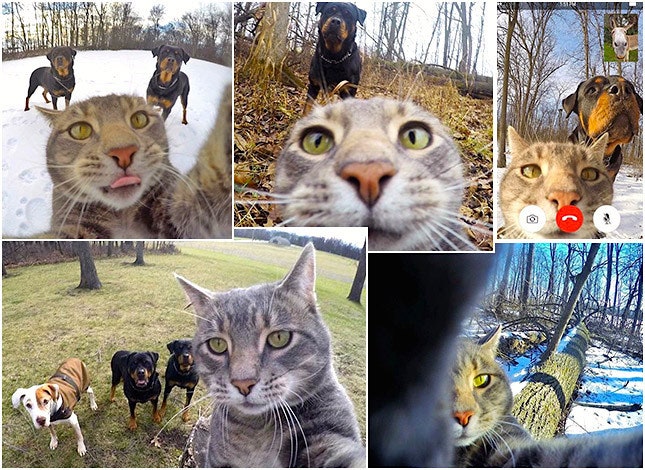Selfiecat инстаграм кошки которая умеет делать селфи