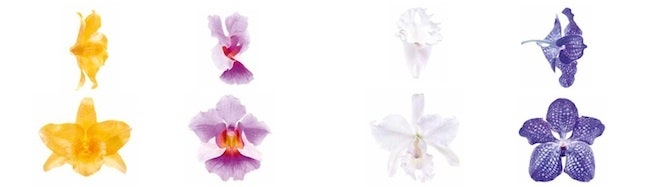 Orchide Impriale лимитированная коллекция кремов Guerlain
