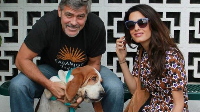 Дай лапу друг Джордж и Амаль Клуни взяли собаку из приюта