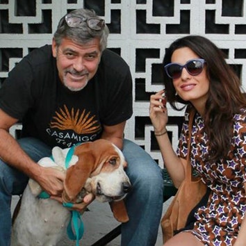 Дай лапу, друг: Джордж и Амаль Клуни взяли собаку из приюта