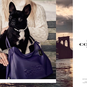 Coach Pups: собаки Миранды Керр и Леди Гаги в рекламной кампании Coach