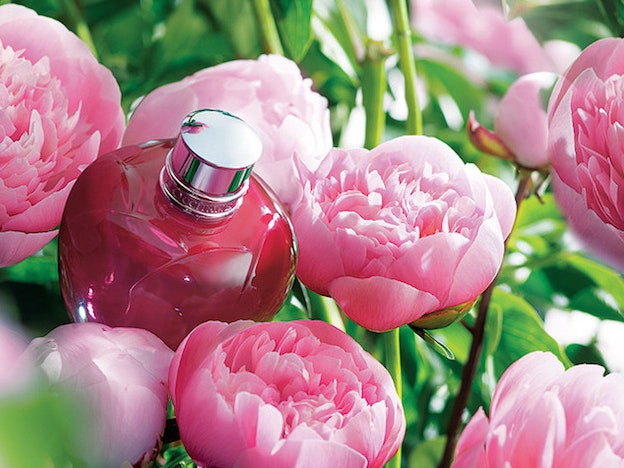 Pivoine Flora: обновленная линия средств с экстрактом пиона от L’Occitane