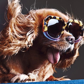 Дай лапу, друг: звезда инстаграма собака Тост в рекламе Karen Walker