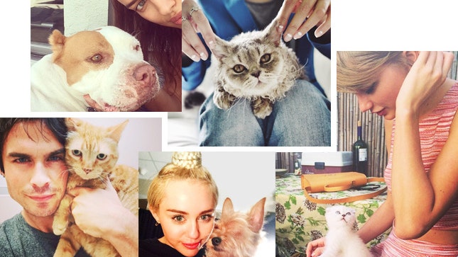Гламурмурмур звездные кошки против собак в Instagram