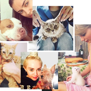 Гламур-мур-мур: звездные кошки против собак в Instagram
