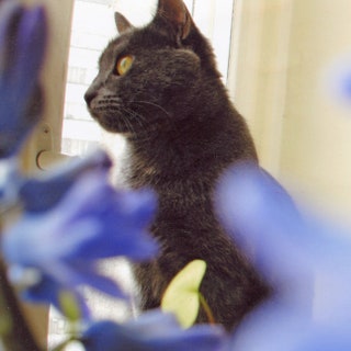 Кошка Грета ответственного редактора Аглаи Лариной любит цветы.
