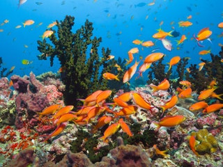Изучать подводный мир Мальдивских островов можно бесконечно