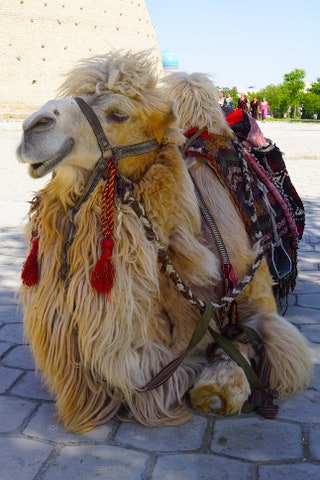 Одно из местных туристических развлечений — туры по пустыне на верблюдах.