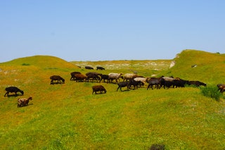 На руинах древнего города Афросиаб теперь пасется домашний скот.