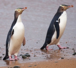 Недалеко от городка Омару можно понаблюдать за колонией желтоглазых пингвинов