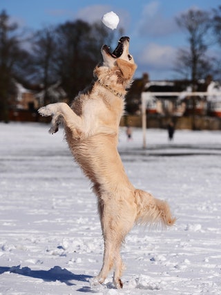 Пес ловит снежки в Великобритании .