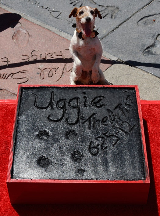 В Голливуде увековечили пса Угги