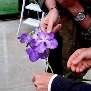 Орхидеи, дарящие молодость
