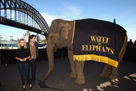 «Воды слонам» в Сиднее