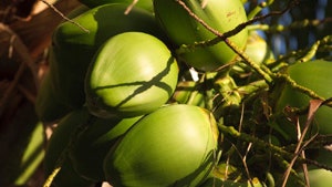 Фудразведка зеленые кокосы нори и сыроедные конфеты