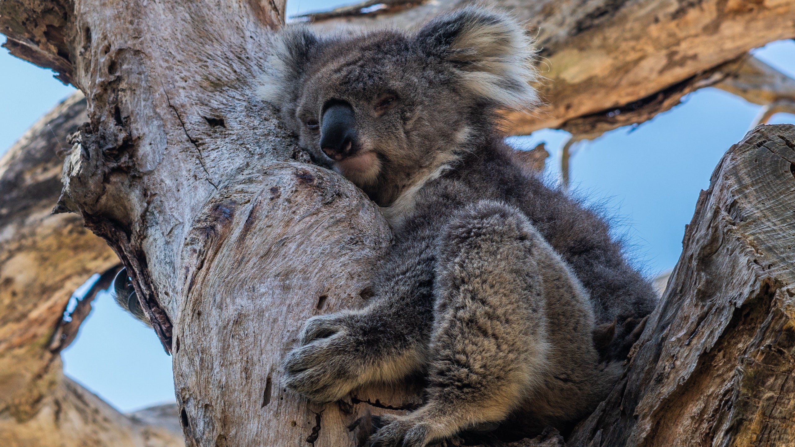 Теперь коалы официально под угрозой исчезновения Австралия признала их вымирающим видом