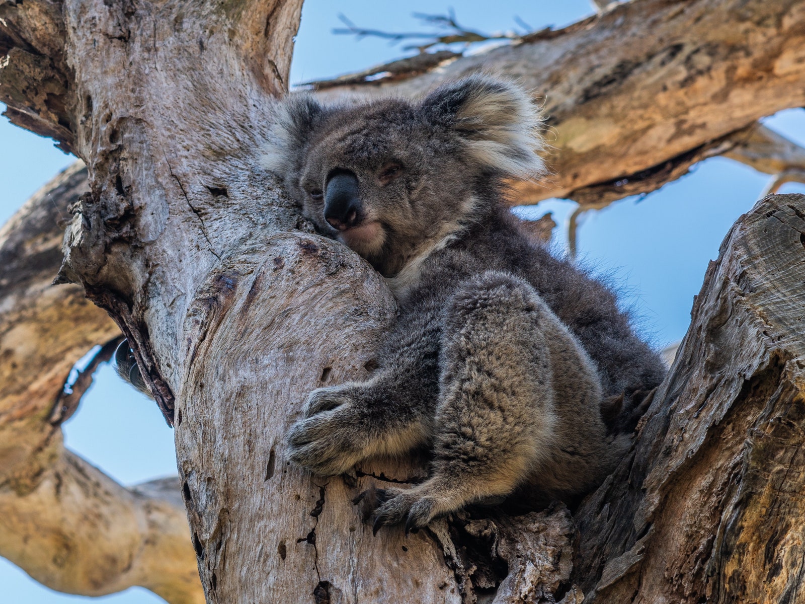 Теперь коалы официально под угрозой исчезновения! Австралия признала их вымирающим видом