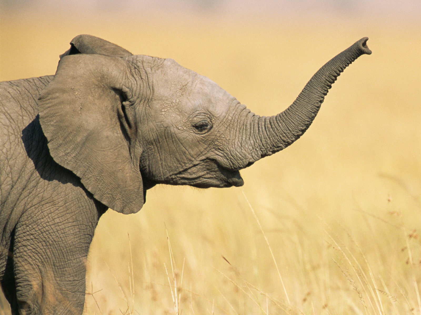 Из-за браконьеров слоны начали рождаться без бивней